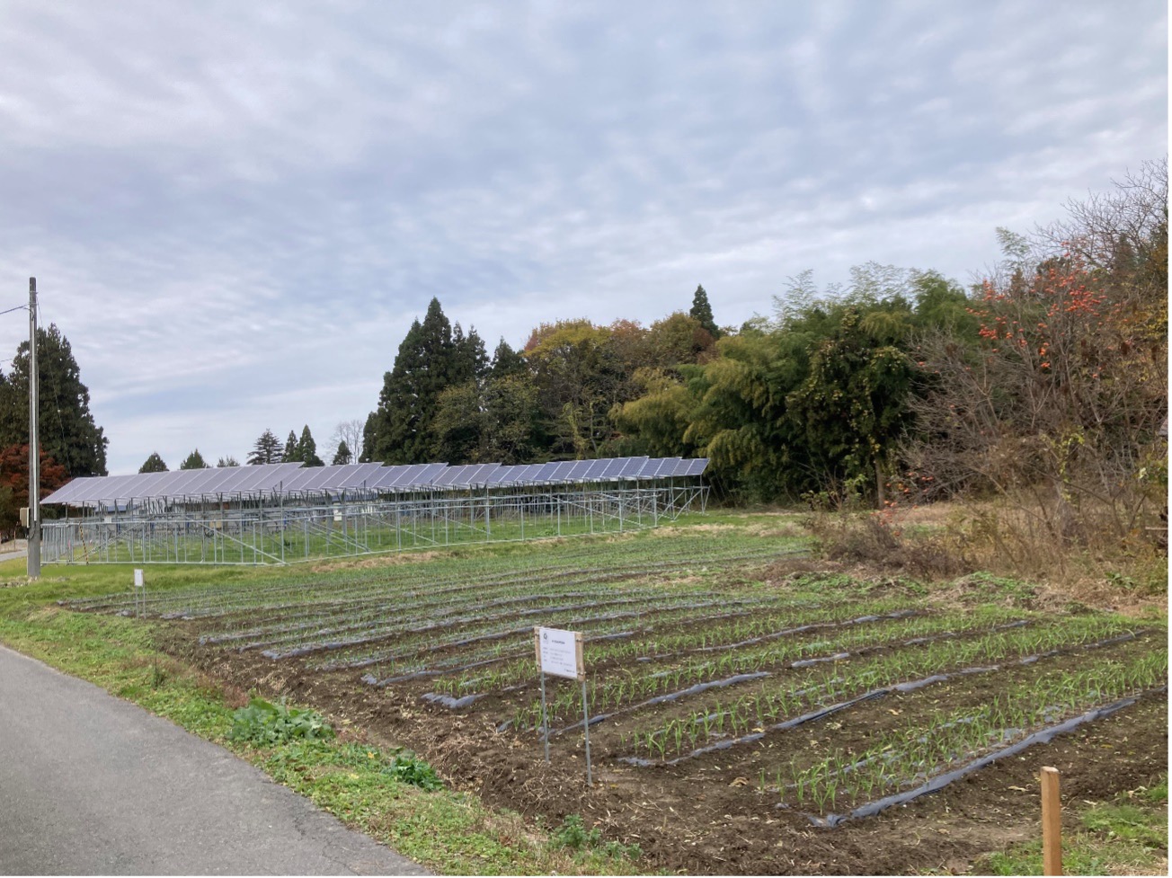 消化液の農業利活用にんにく栽培